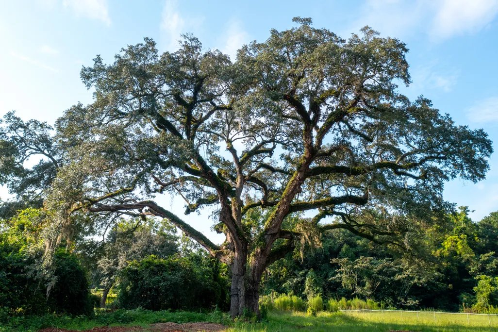 A large tree against a blue sky background