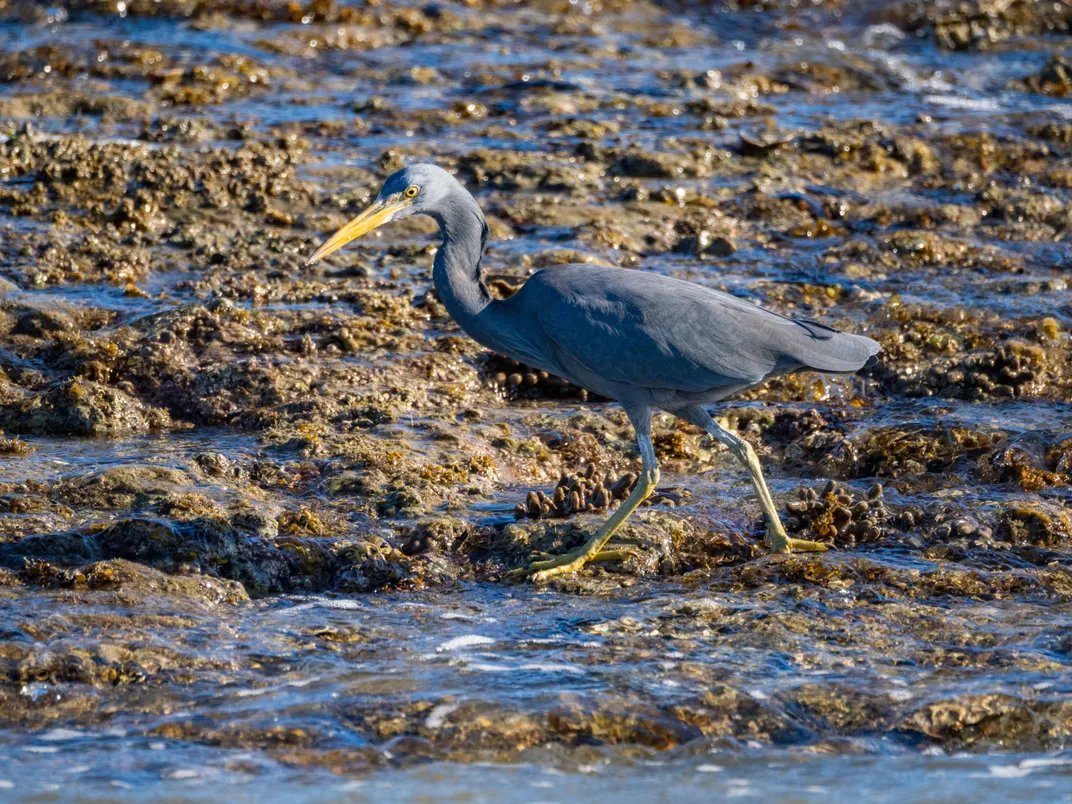 Pacific reef heron