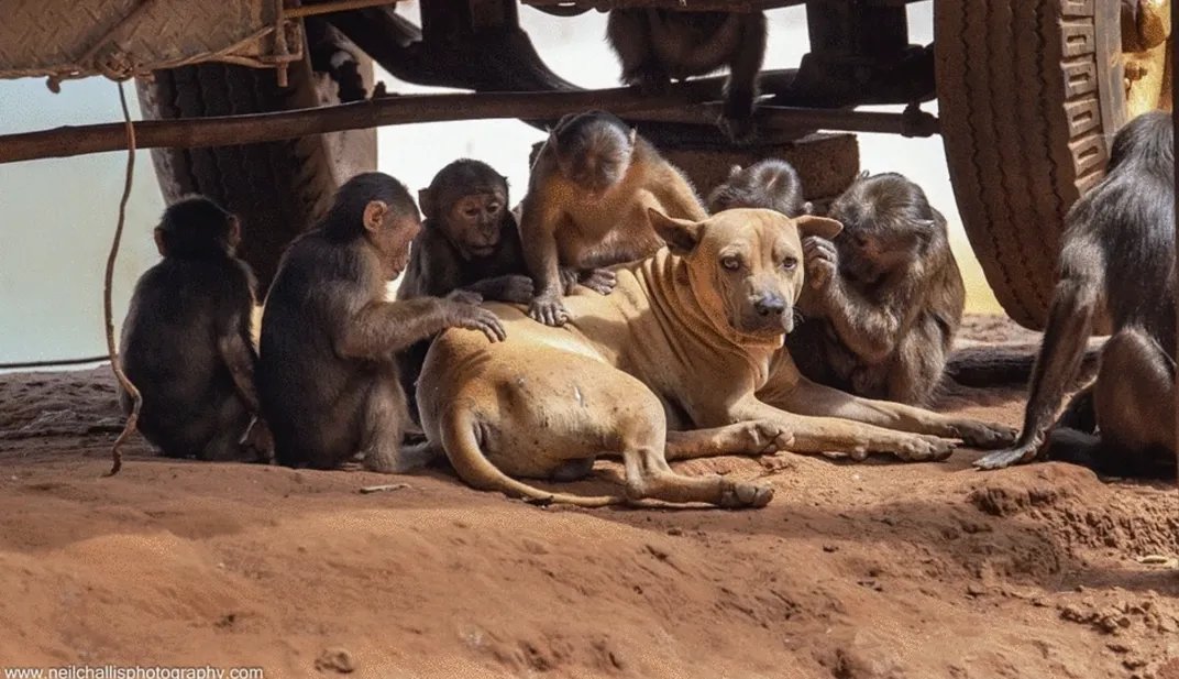 beneath a vehicle, a group of six dark-colored monkeys grooms a brown dog that's lying down