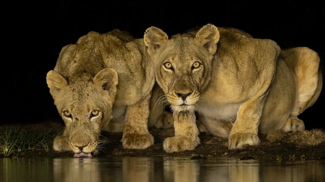 a lioness and her cub drink from a watering hole