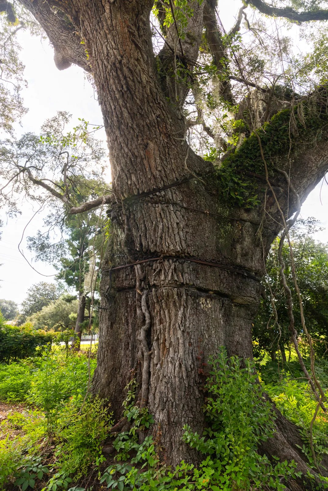 A tree trunk wrapped with metal chains and cables