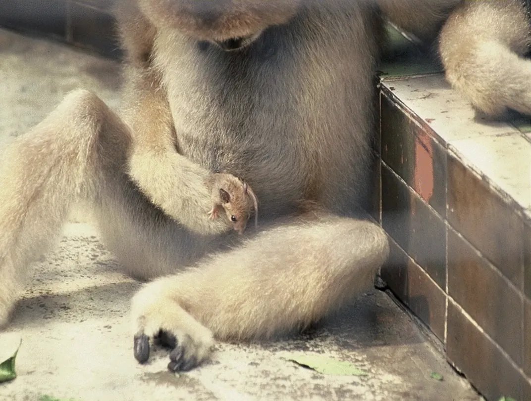 a white monkey holds a small mouse near its belly