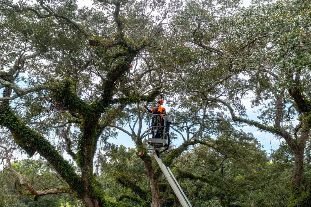 A person working high in a tree with a broad canopy