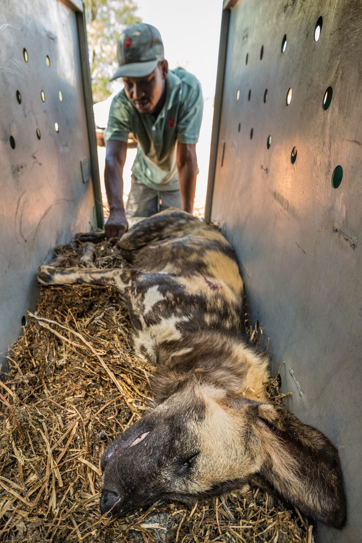 Hlako checks on one of the sedated dogs shortly after its capture.