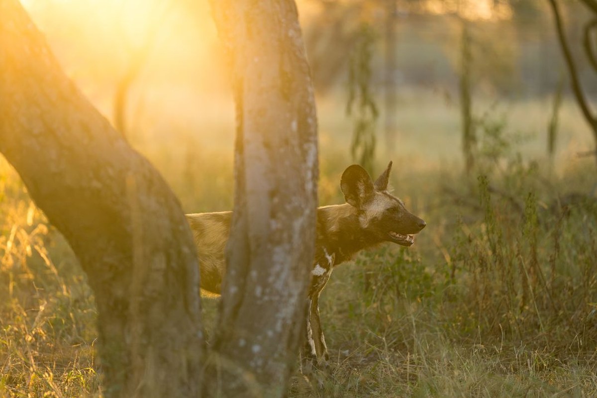 A wild dog in the new boma, or enclosure, at Welgevonden. Its large ears help it communicate in the pack, detect approaching prey and release body heat in a region where temperatures can exceed 100 degrees Fahrenheit.