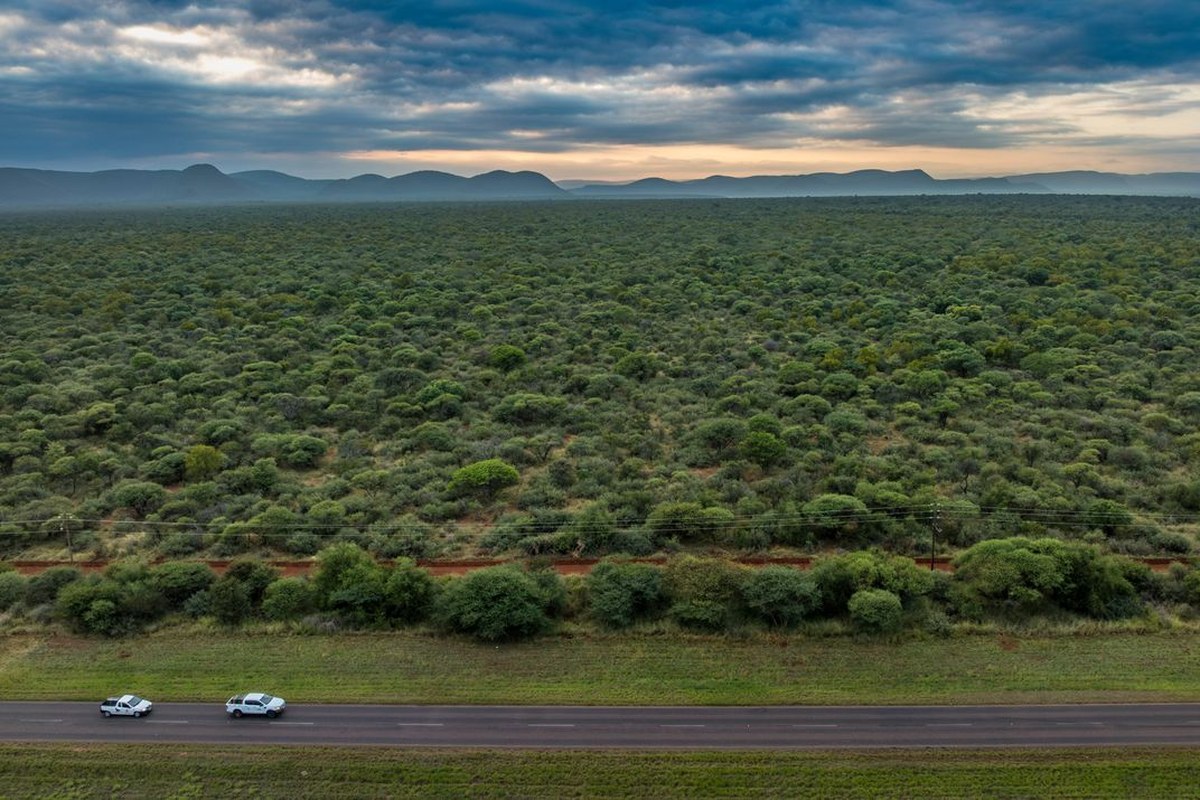 Trucks carry the sedated wild dogs to Welgevonden Game Reserve. Born in Mozambique, they are being relocated to a region known as the Waterberg, one of the world’s last havens for their species.