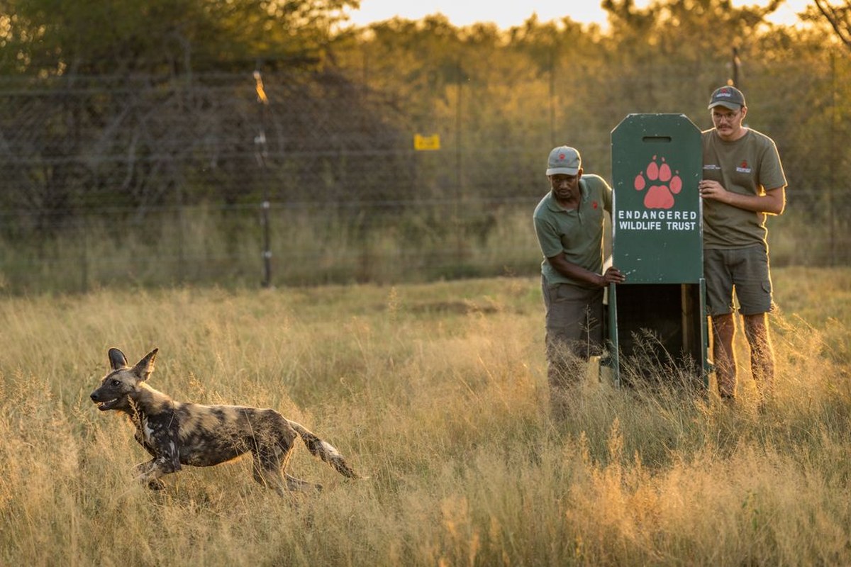 Hlako and Greyling release one of the dogs at Welgevonden. The reserve hosts around 65 types of mammals, including the “Big Five” safari animals: lions, leopards, African elephants, rhinoceroses and Cape buffaloes.