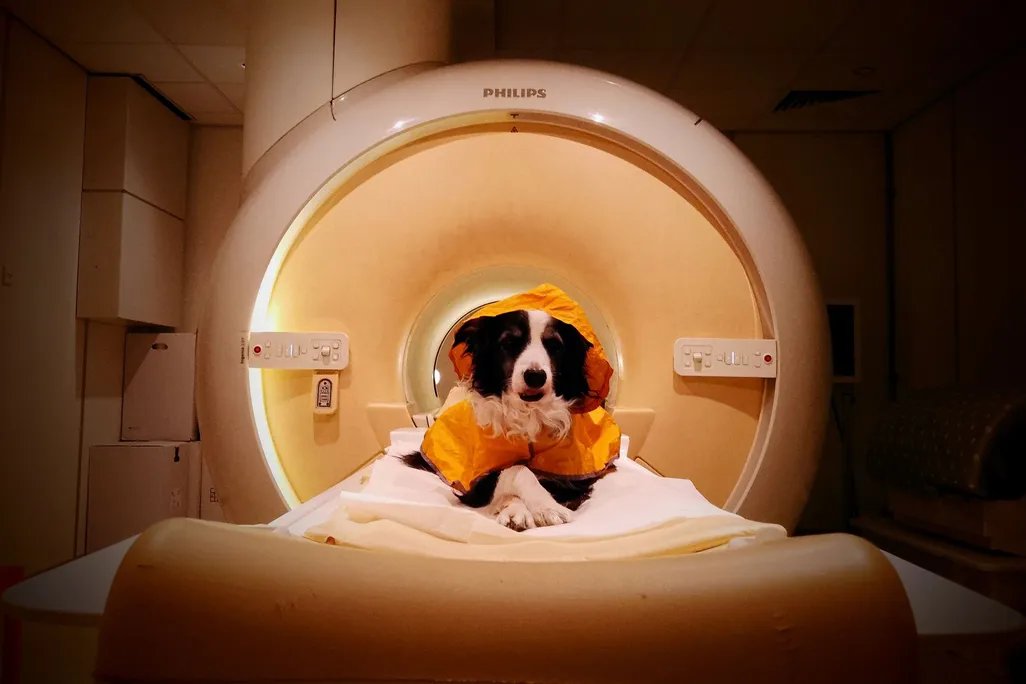 a dog in an mri machine