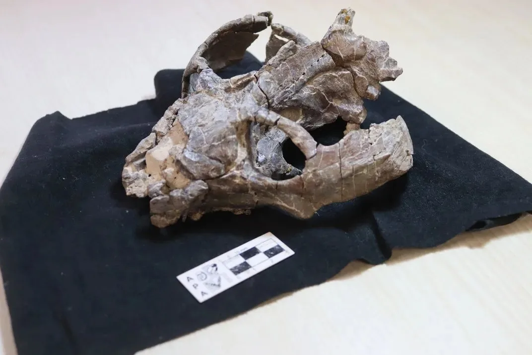 an animal skull