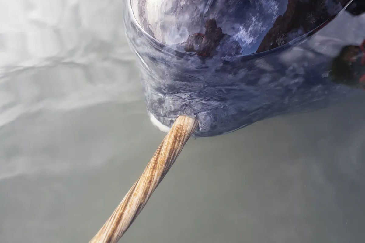 closeup of a tusk protruding from the lip of a narwhal