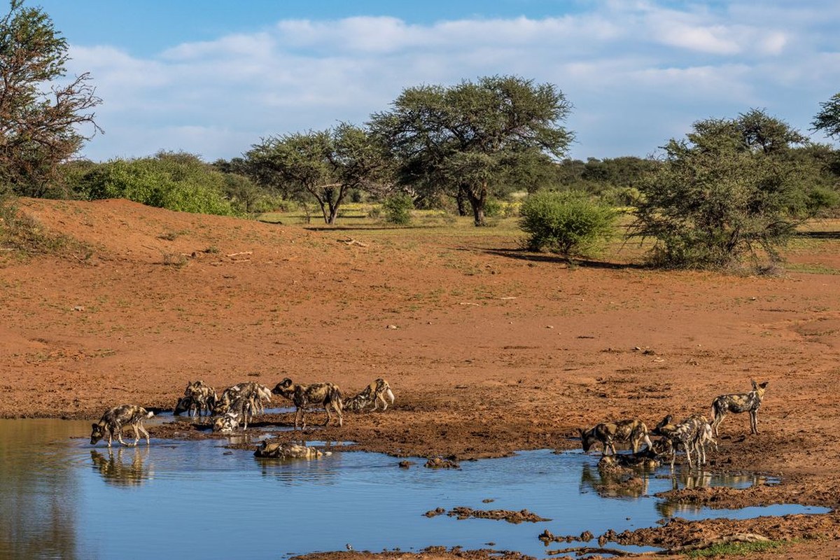 Hydration time at Tswalu, a luxury resort where nightly rates start at $2,800 per guest. Tswalu is deeply involved in conserving wild dogs and promotes them as a special attraction.