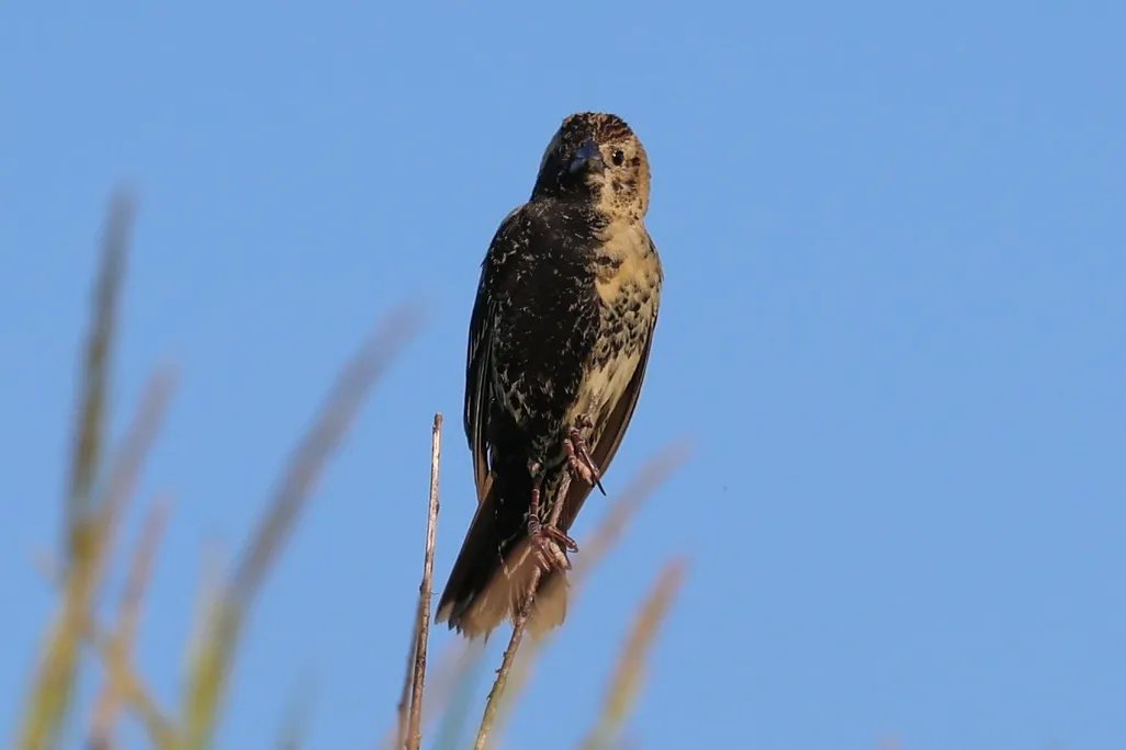 A bird with two types of plumage on each side of its body