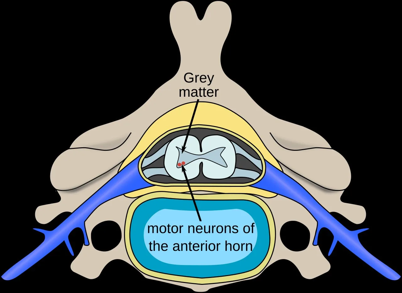 Omurga (Type 01)
