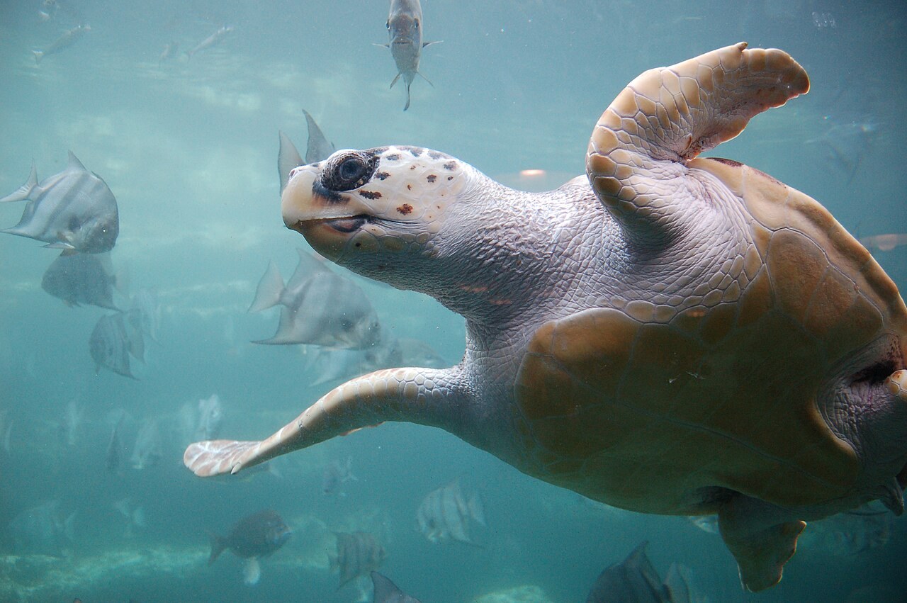 Caretta caretta