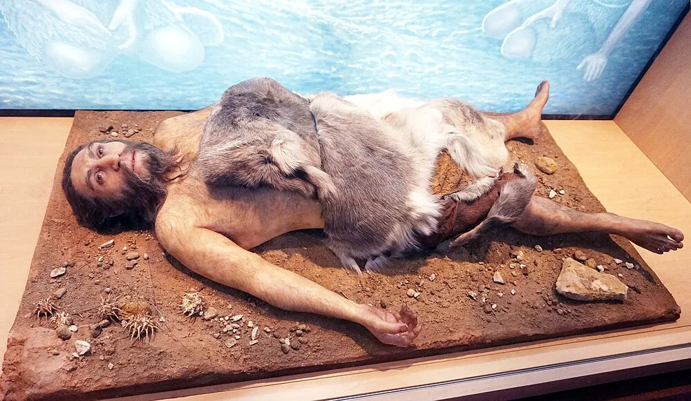 Homo neanderthalensis kafatası: belirgin supraorbital torus ve occipital bun yapısı