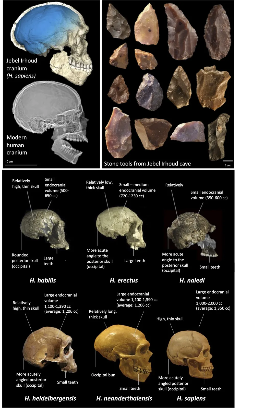 Homo neanderthalensis kafatası anatomisi: geniş burun boşluğu, kaş kemeri kemeri (supraorbital torus) ve eğimli alın yapısı