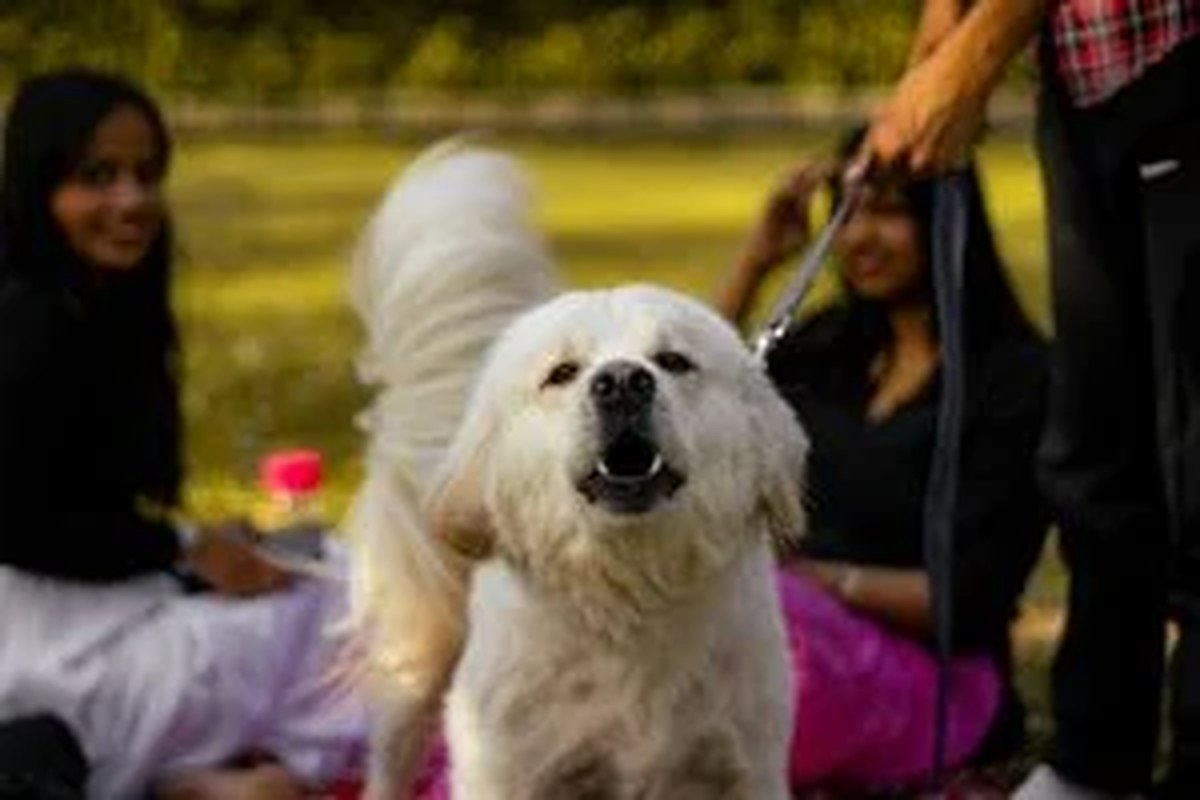 8 things your dog's bark is trying to tell you