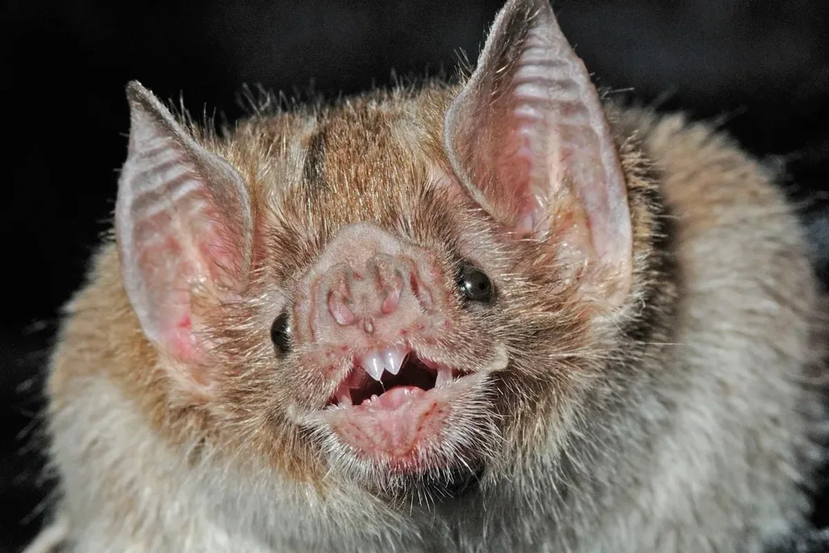 A bat looking at the camera with its mouth open showing its tiny top teeth