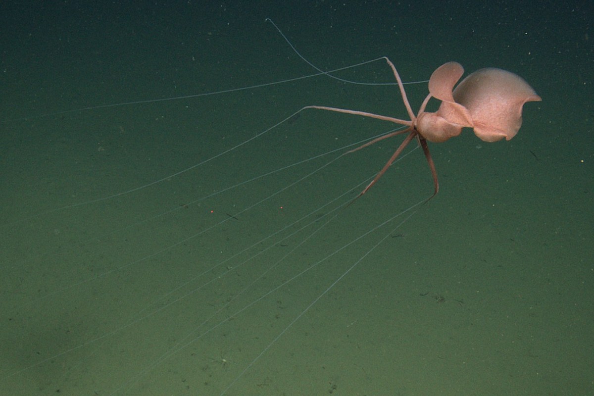 A pinkish squid floating underwater