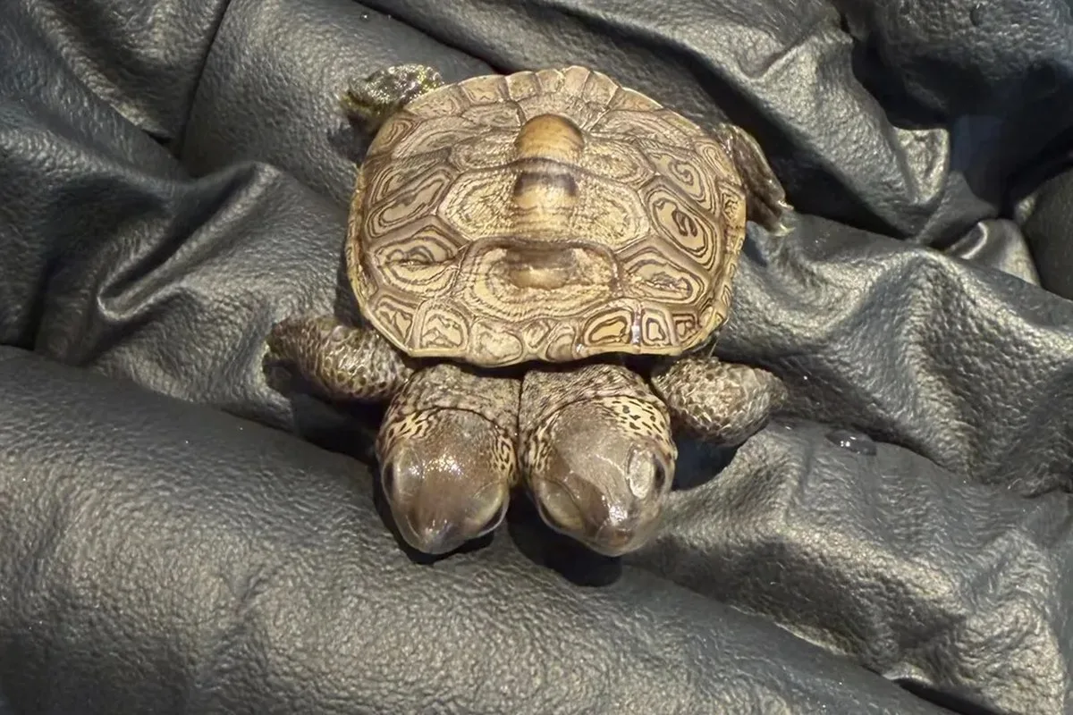 A tiny turtle with two heads resting in a person's hands wearing black gloves
