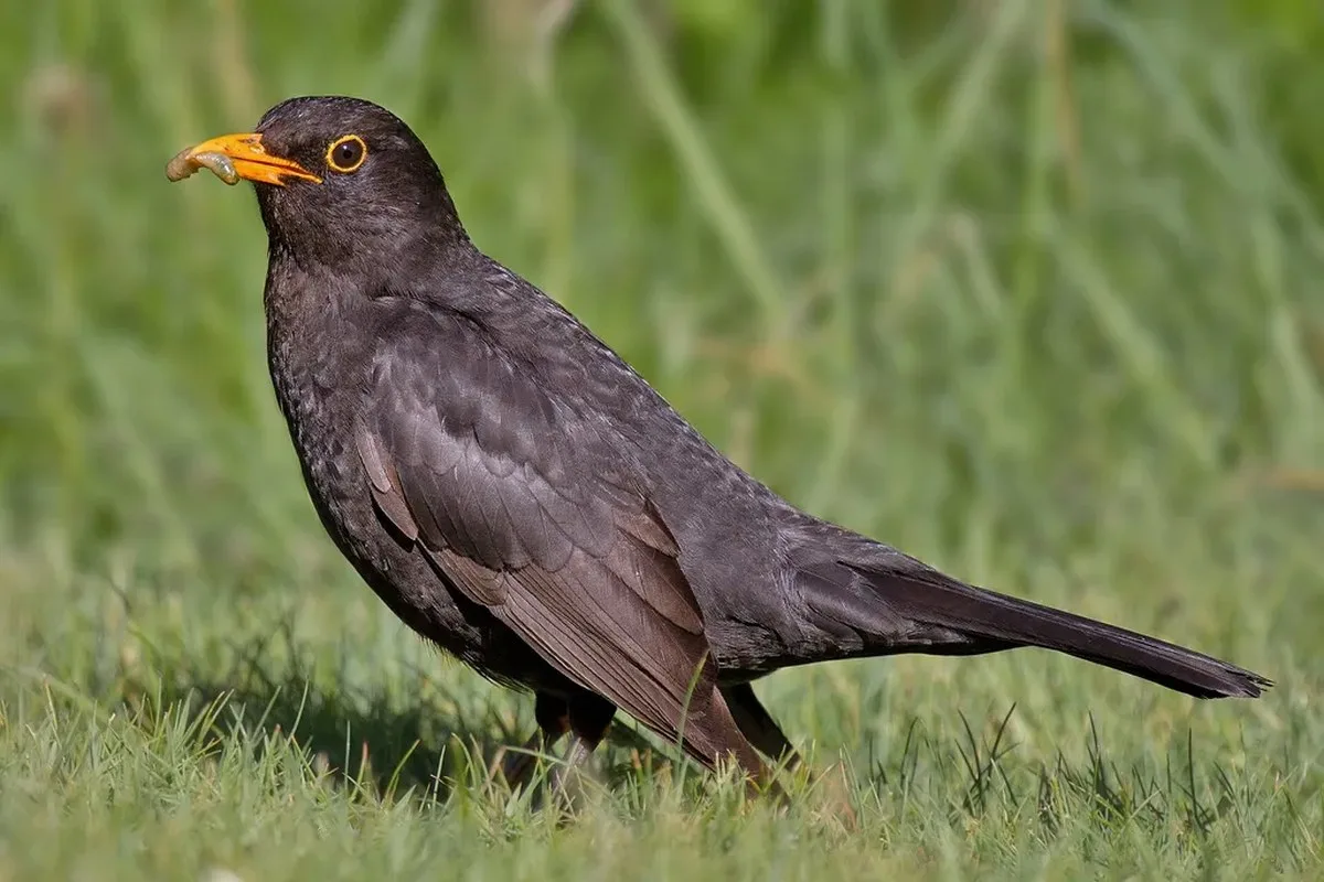 blackbird on the grass with a worm in its beak