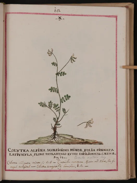 Colutea alpina scorpioides minor - Bartolomeo Martini