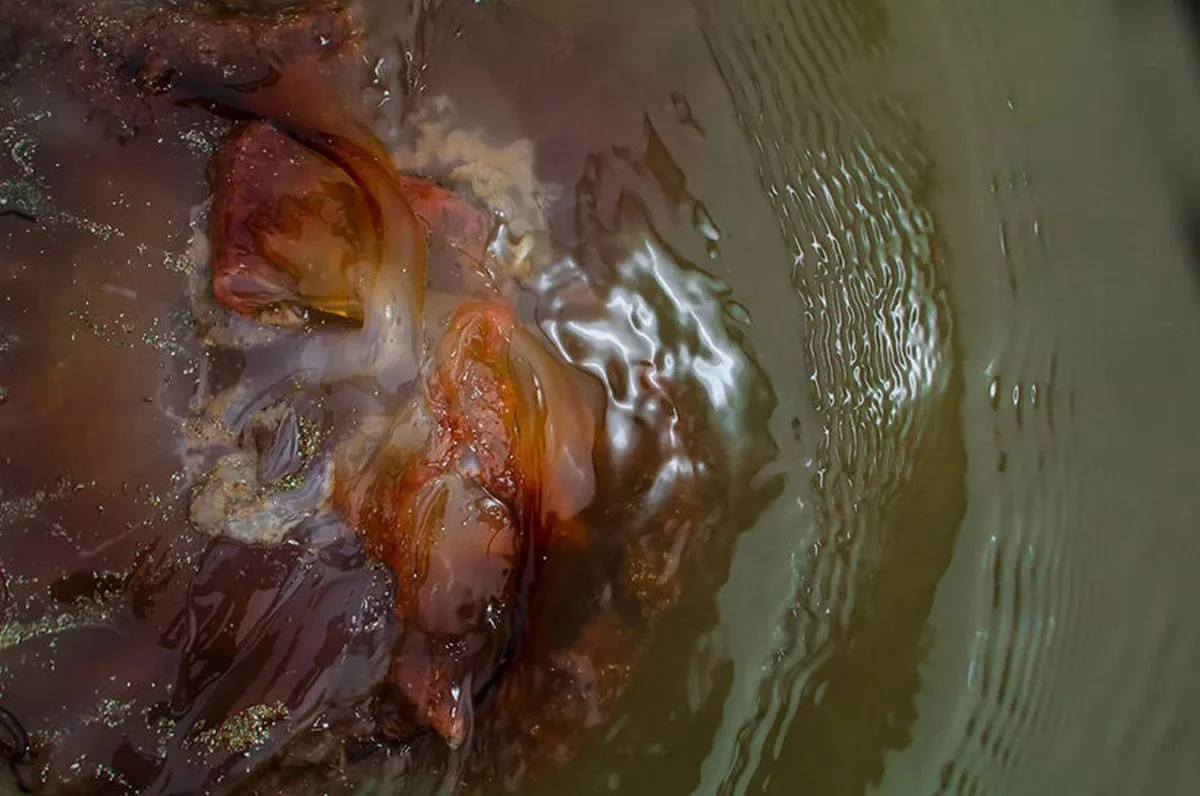 interview: aron sanchez-baranda finds otherworldly forms in marine life - 1