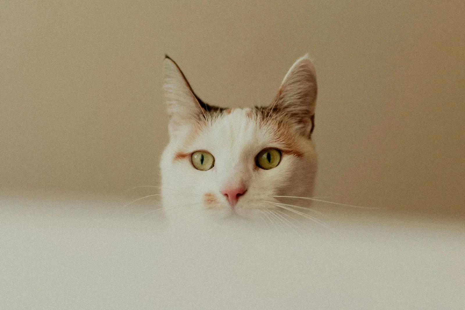 Fun ways to find the purr-fect name for your cat